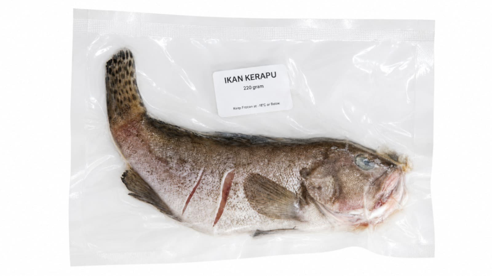 Ikan Krapu – 1