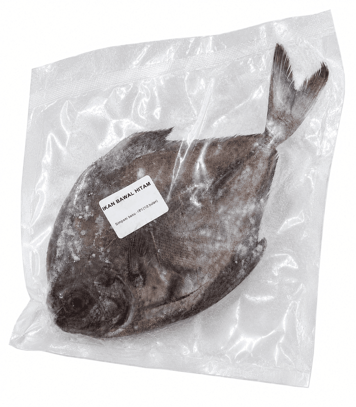 Ikan Bawal Hitam – 1