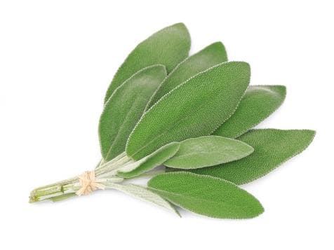 Daun Sage – 1