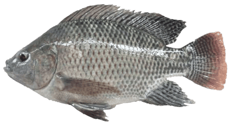 Ikan Nila – 1