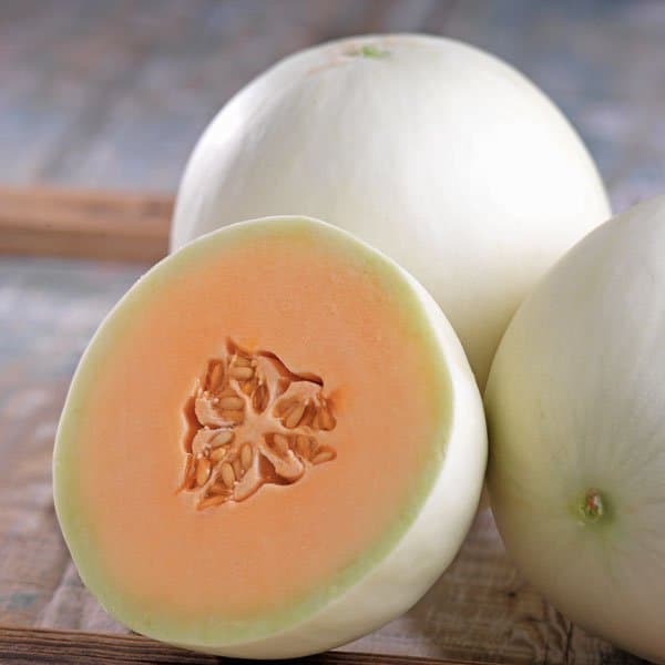 Buah Melon Snow White – 2