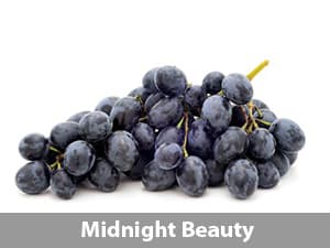 Buah Anggur Midnight Beauty USA – 1