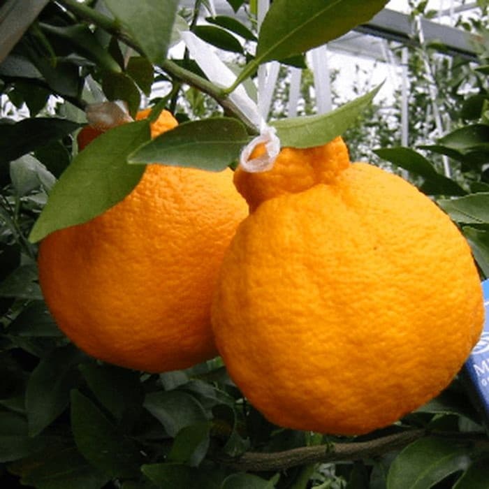 Buah Jeruk Dekopon – 1
