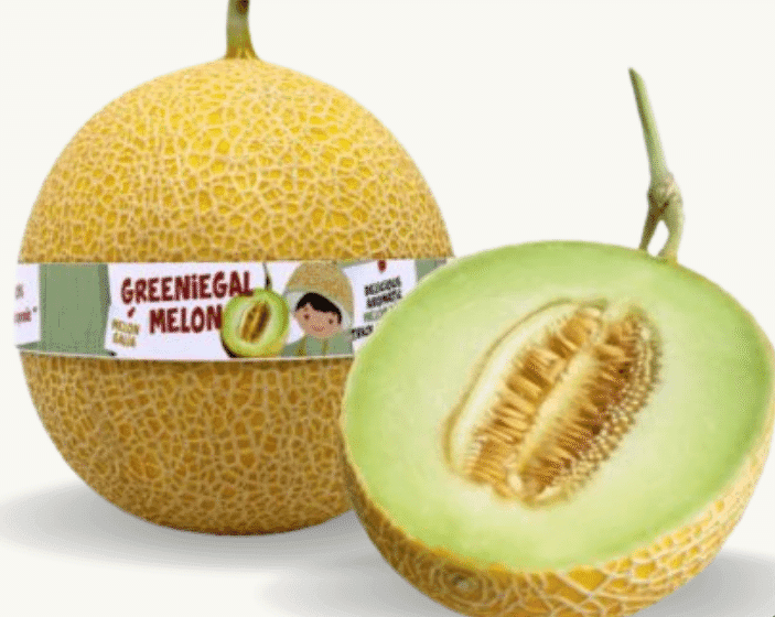 Farm Hill Buah Melon Greeniegal – 1