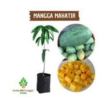 Buah Mangga Mahatir – 1