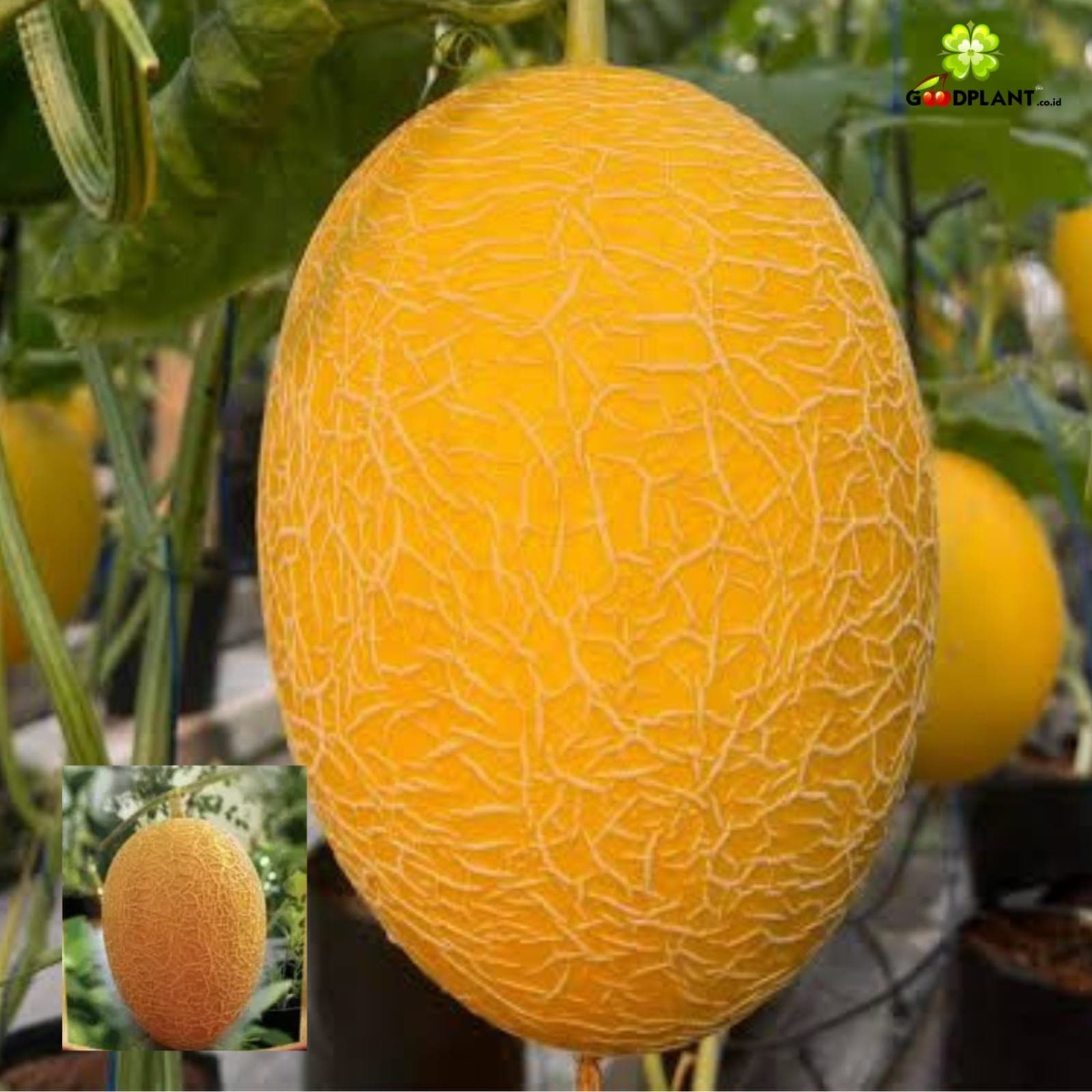 Ibana Melon Sweet Net – 1