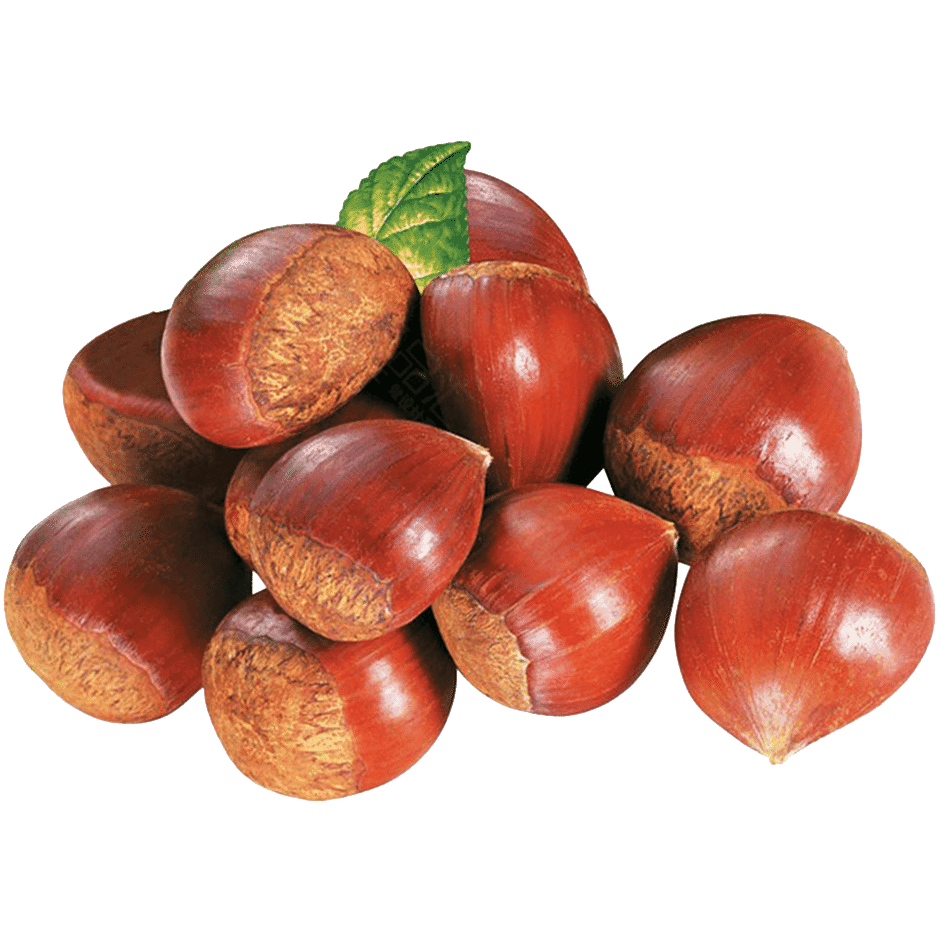 Kacang Kastanye – 1