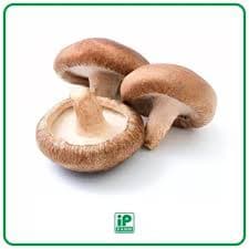 IP Farm Jamur Shiitake Mlx – 1