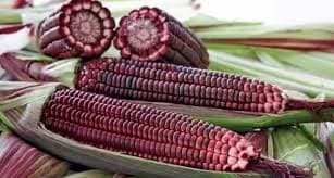 SGR Farm Jagung Ungu – 1