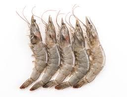 Udang Vaname AK 20 – 1